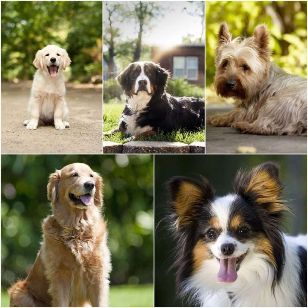 Small Dog Breeds for Novice Owners