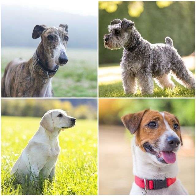Small Dog Breeds for People Living Alone