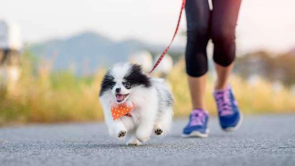 Small Dog Breeds for Runners