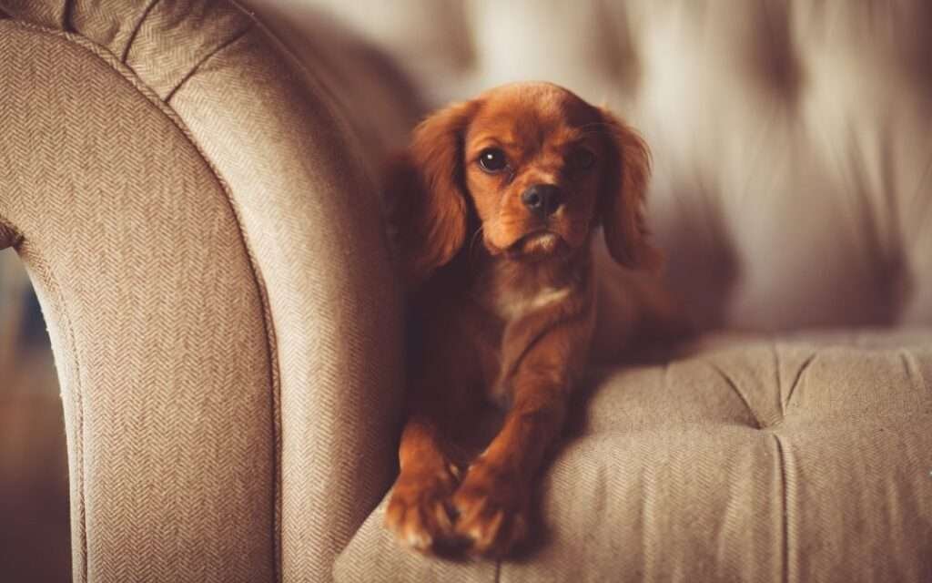 Small Dog Breeds for Small Homes