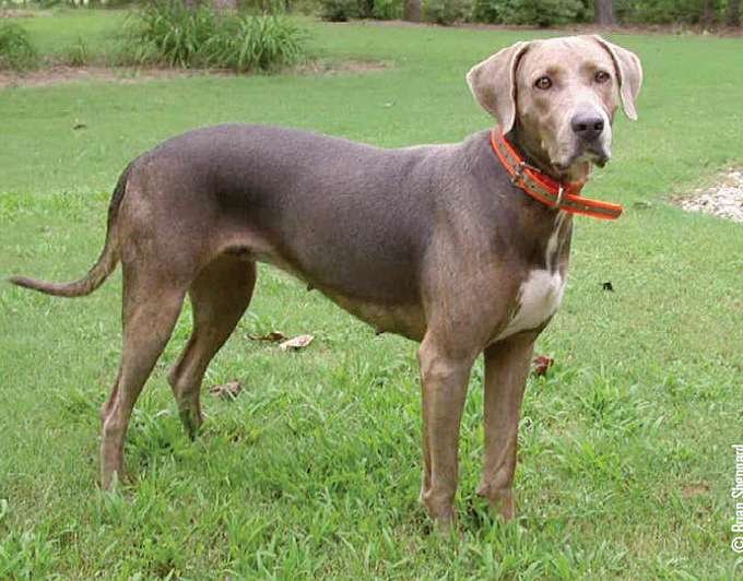 Small Dog Breeds for Tracking