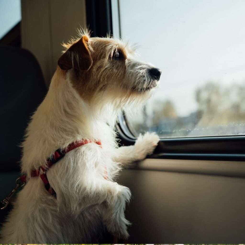 Small Dog Breeds Good for Rv Living