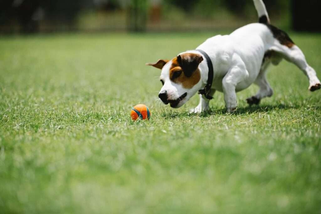 Small Dog Breeds Known for Vermin Ridding