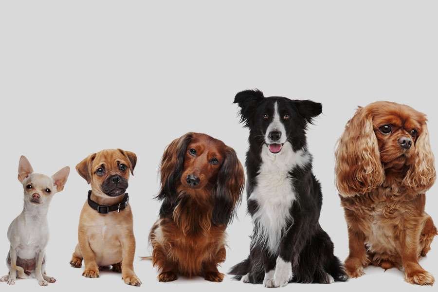 Small Dog Breeds Suitable for Indian Climate