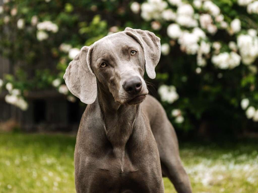 Small Dog Breeds That are Good for Distance Running