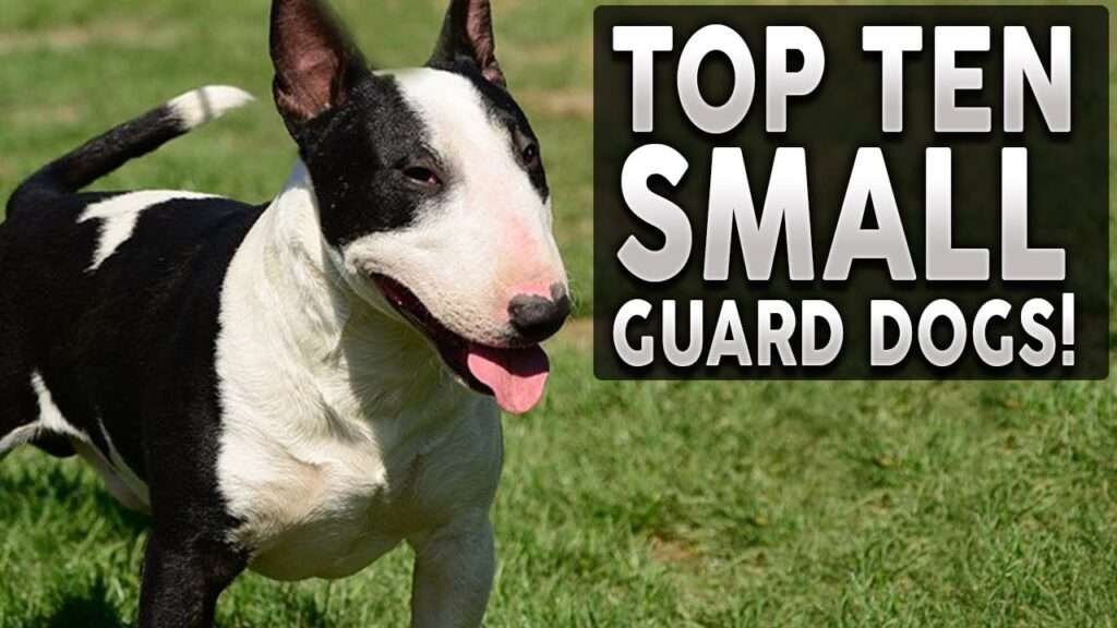 Small-Sized Guard Dog Breeds