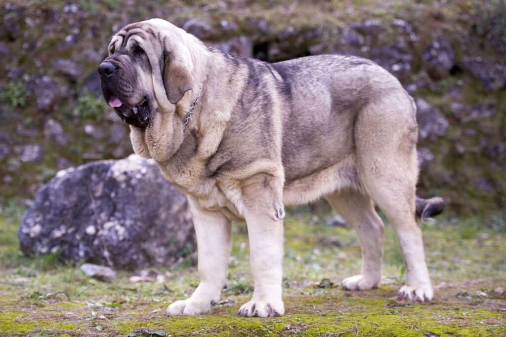 Spanish Guard Dog Breeds