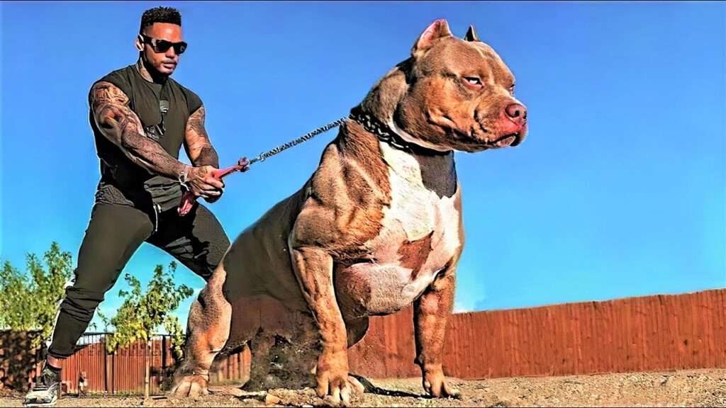 Super Aggressive Guard Dog Breeds