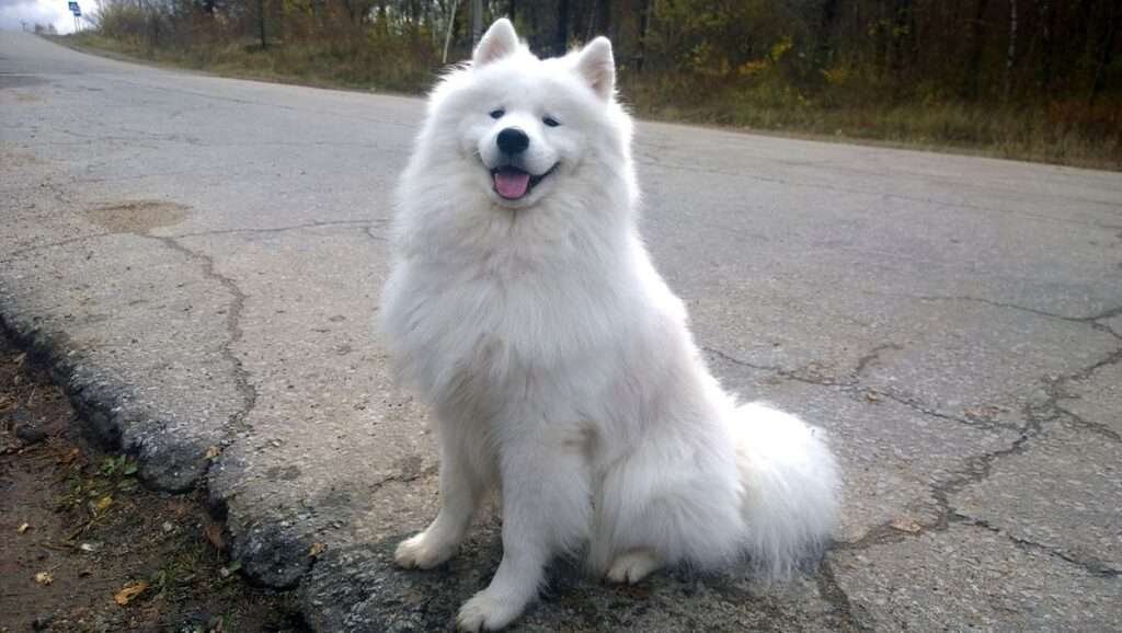 Terrible Guard Dog Breeds