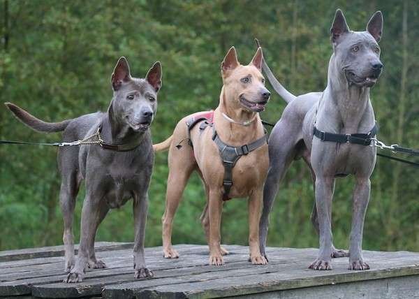 Thai Ridgeback Guard Dog Breeds