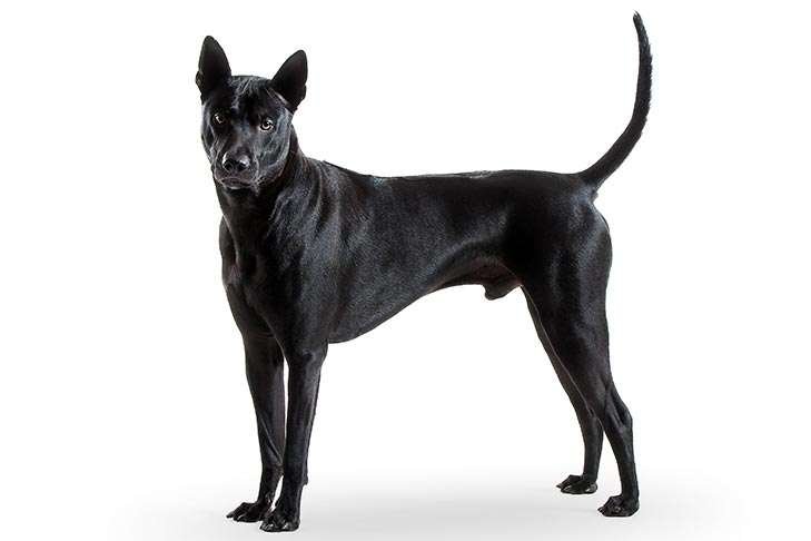 Thailand Guard Dog Breeds