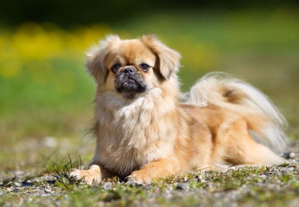 Tibetan Spaniel History, Temperament, Care, Training, Feeding