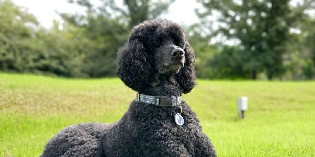 Toy Poodle History, Temperament, Care, Training, Feeding