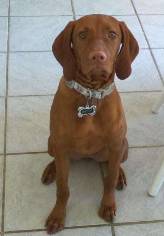 Vizsla Guard Dog Breeds