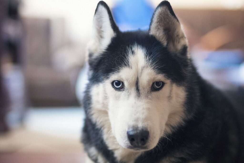Worst Small Dog Breeds for Children