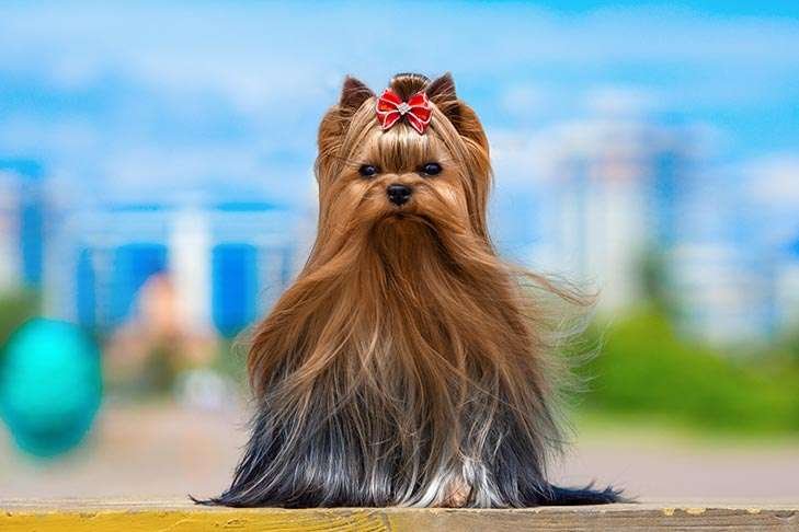 Yorkshire Terrier Info, Temperament, Life Expectancy, Size, Puppies, Pictures