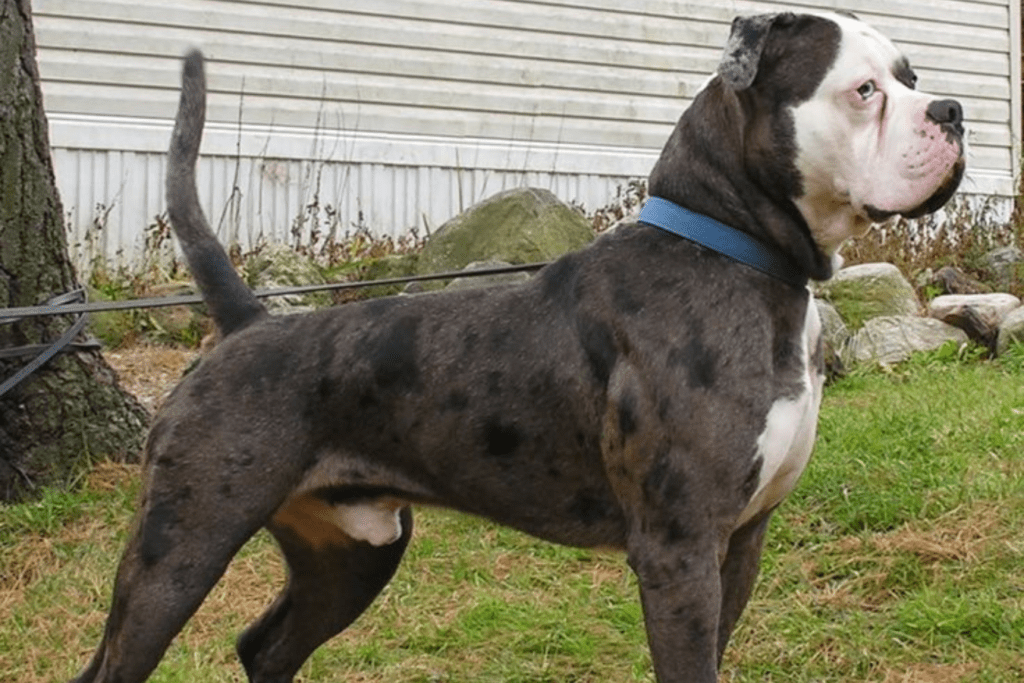 Alapaha Blue Blood Bulldog Info - Temperament, Life Expectancy, Size, Puppies, Pictures