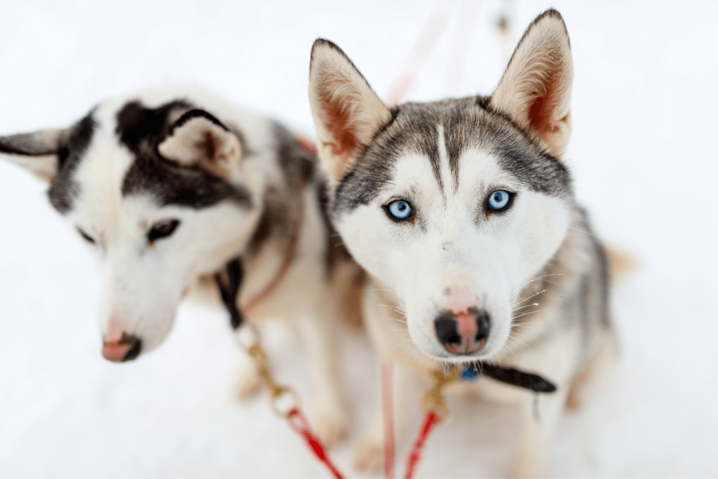 Alaskan Husky Info - Temperament, Life Expectancy, Size, Puppies, Pictures