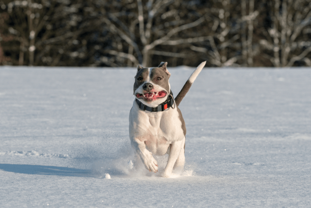 American Pit Bull Terrier Info - Temperament, Life Expectancy, Size, Puppies, Pictures