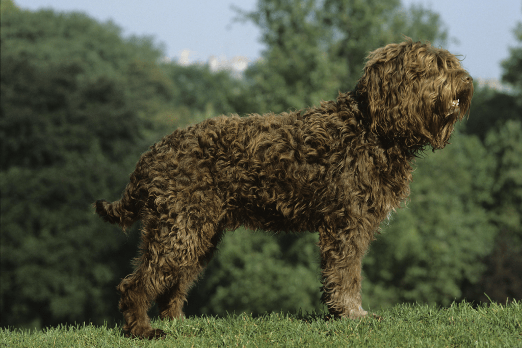 Barbet Info - Temperament, Life Expectancy, Size, Puppies, Pictures