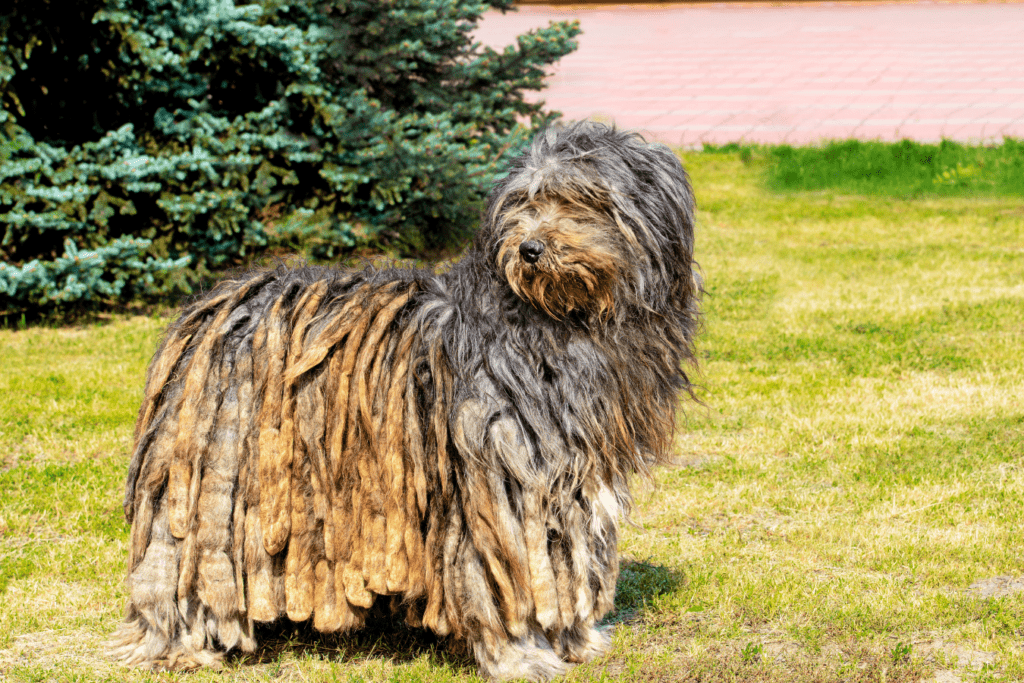 Bergamasco Sheepdog Info - Temperament, Life Expectancy, Size, Puppies, Pictures