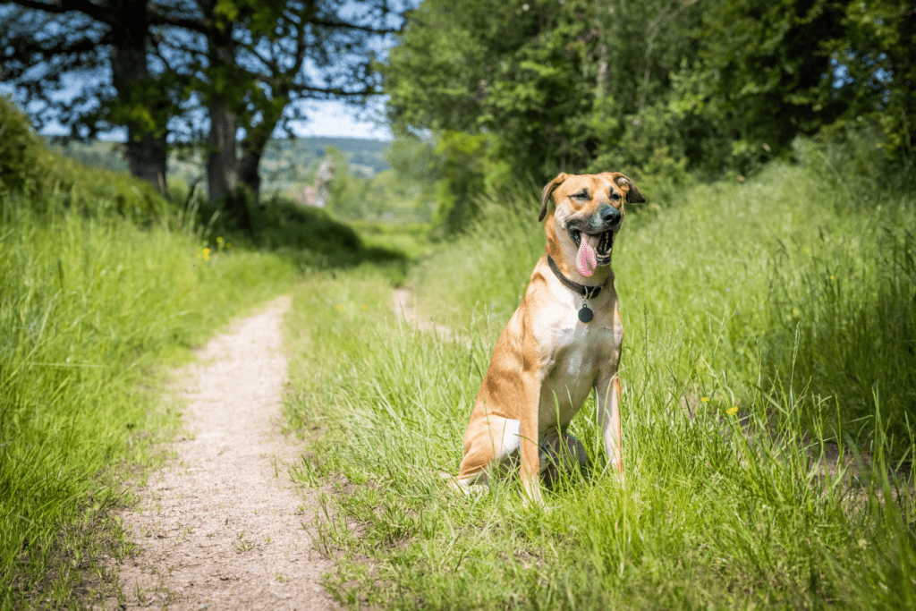 Black Mouth Cur Info - Temperament, Life Expectancy, Size, Puppies, Pictures