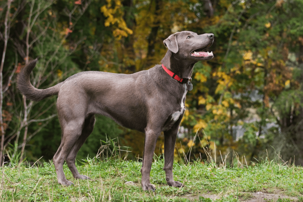 Blue Lacy Info - Temperament, Life Expectancy, Size, Puppies, Pictures