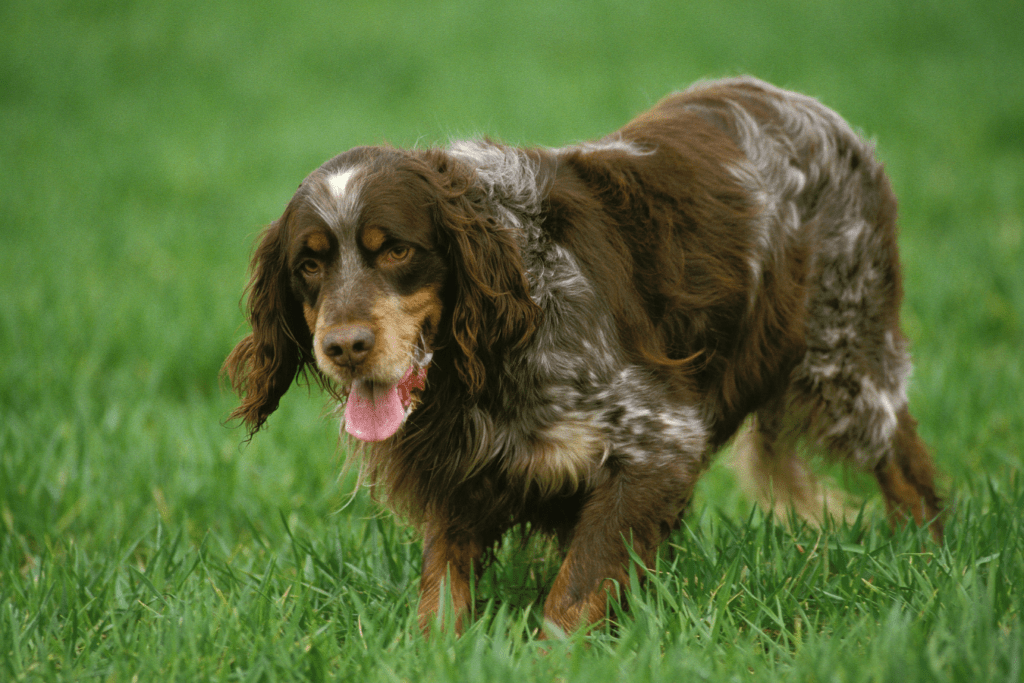 Blue Picardy Spaniel Info - Temperament, Life Expectancy, Size, Puppies, Pictures