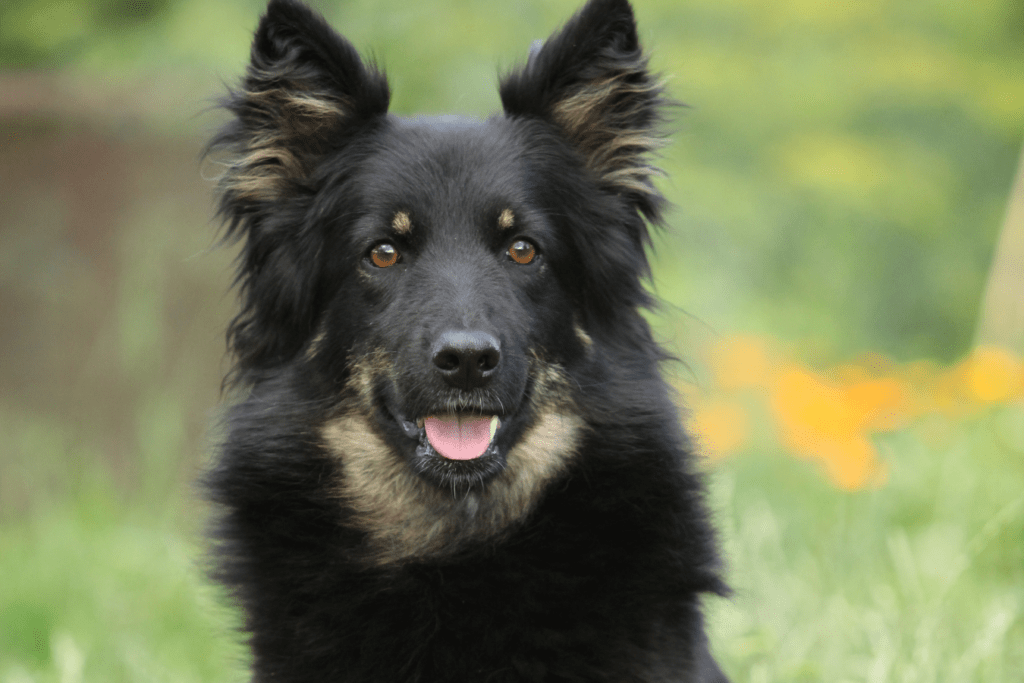 Bohemian Shepherd Info - Temperament, Life Expectancy, Size, Puppies, Pictures