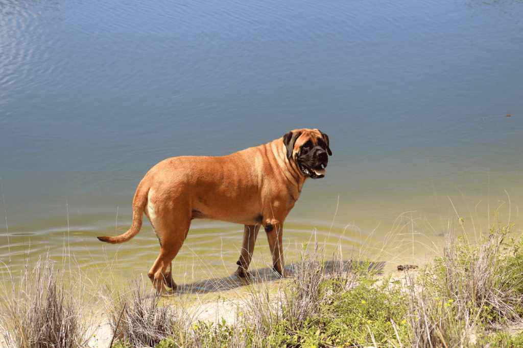 English Mastiff Info - Temperament, Life Expectancy, Size, Puppies, Pictures