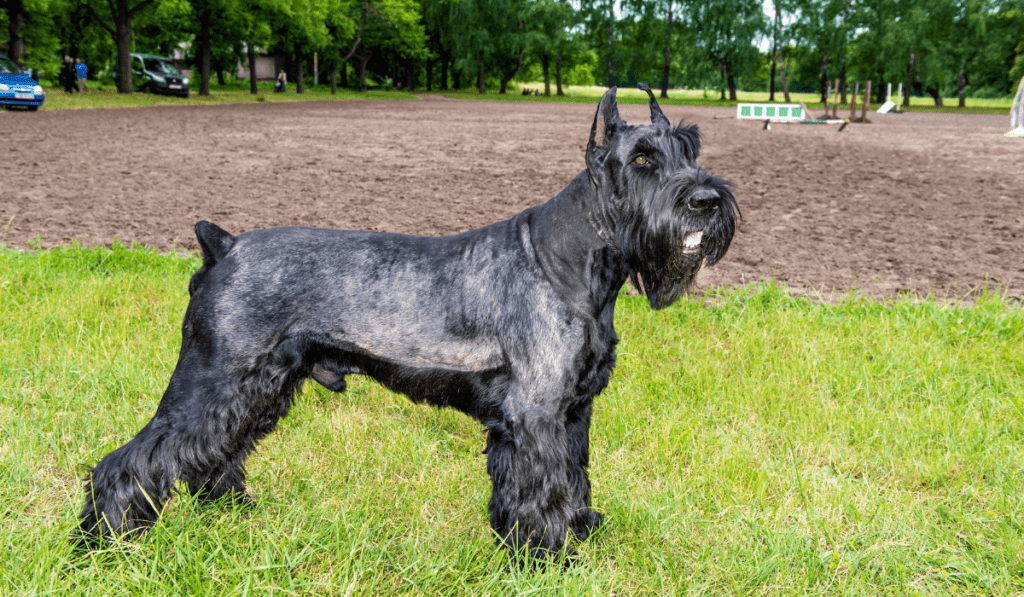 Giant Schnauzer Info - Temperament, Life Expectancy, Size, Puppies, Pictures