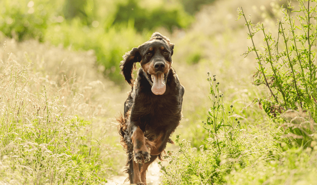 Gordon Setter Info - Temperament, Life Expectancy, Size, Puppies, Pictures