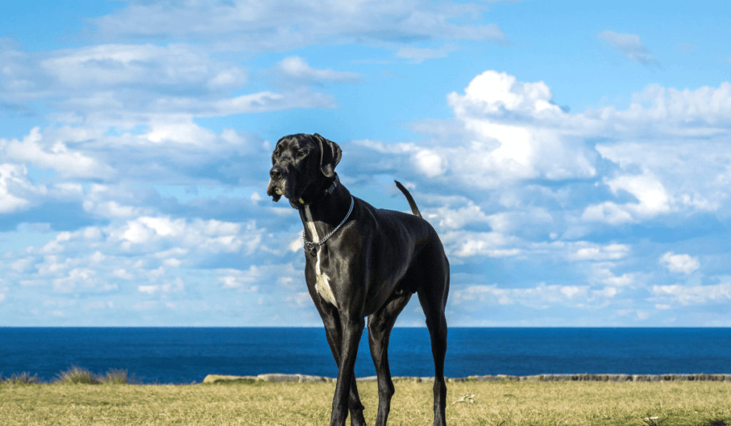 Great Dane Info - Temperament, Life Expectancy, Size, Puppies, Pictures