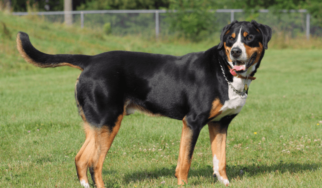 Greater Swiss Mountain Dog Info - Temperament, Life Expectancy, Size, Puppies, Pictures