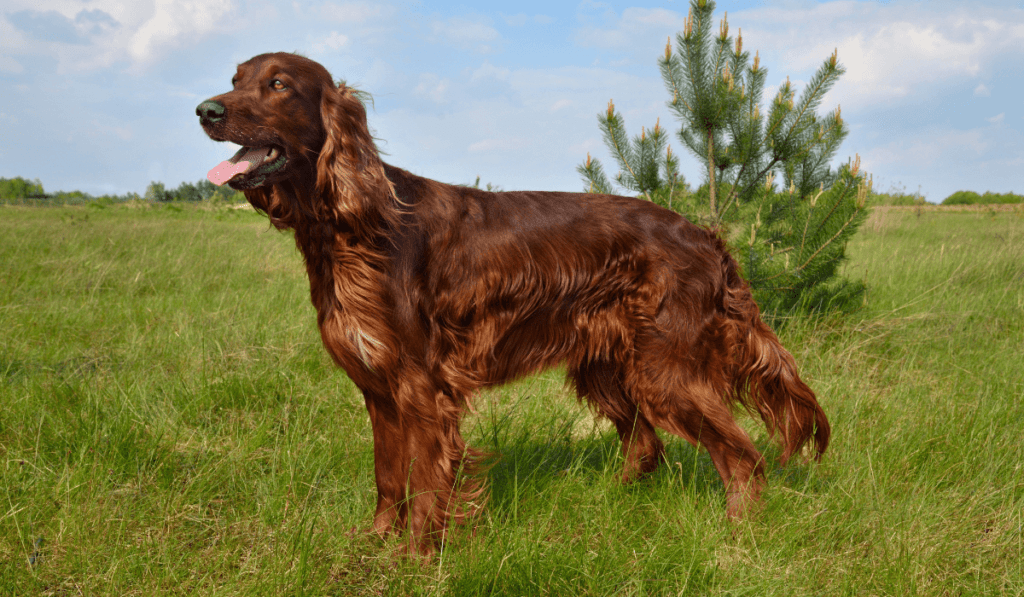 Irish Setter Info - Temperament, Life Expectancy, Size, Puppies, Pictures