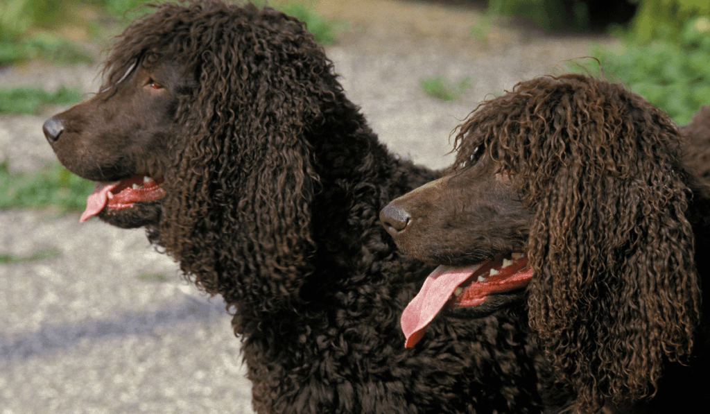 Irish Water Spaniel Info - Temperament, Life Expectancy, Size, Puppies, Pictures