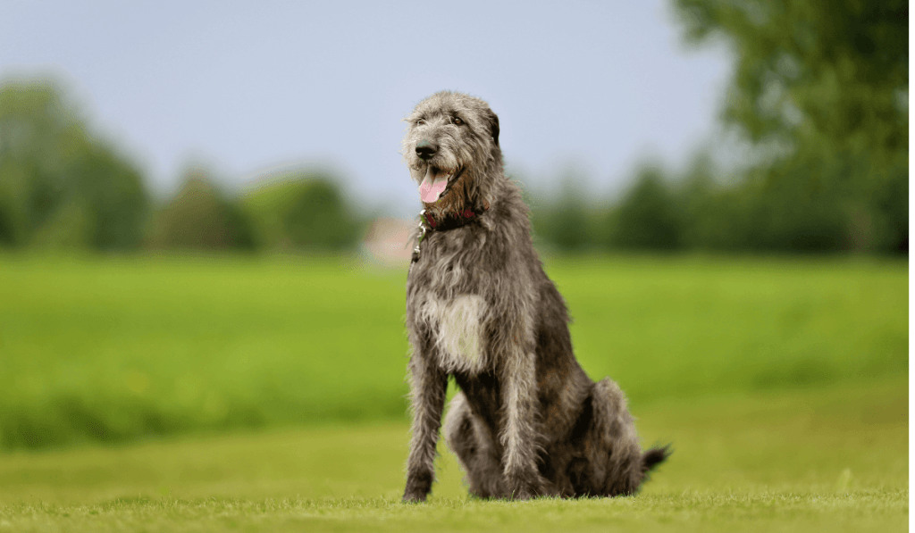 Irish Wolfhound Info - Temperament, Life Expectancy, Size, Puppies, Pictures