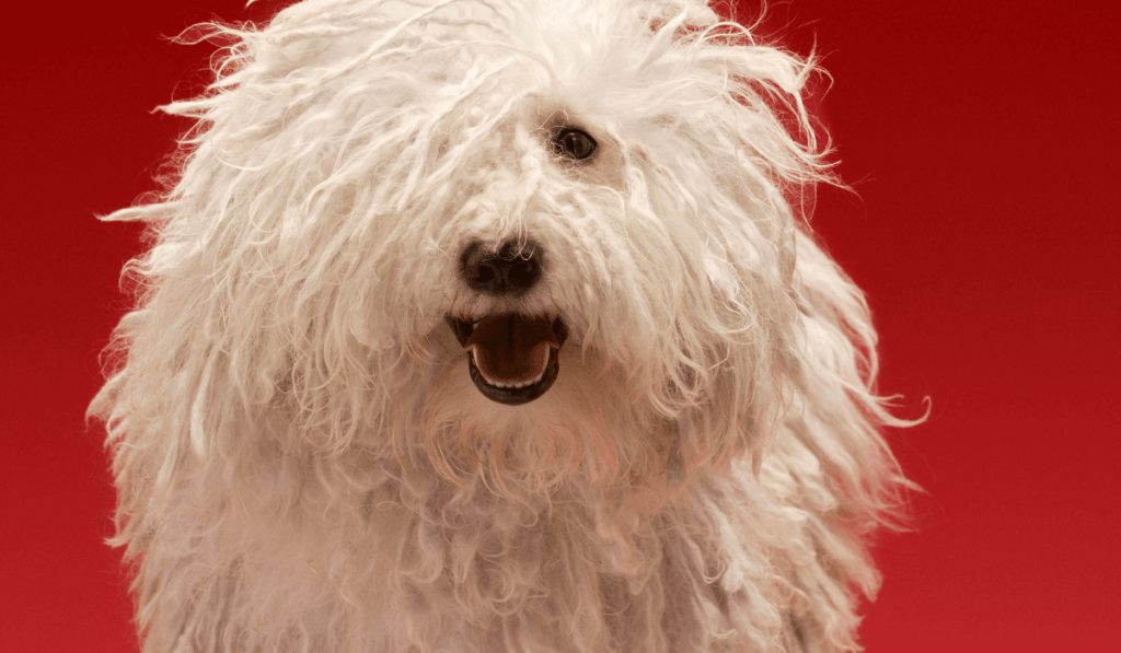 Komondor Info - Temperament, Life Expectancy, Size, Puppies, Pictures