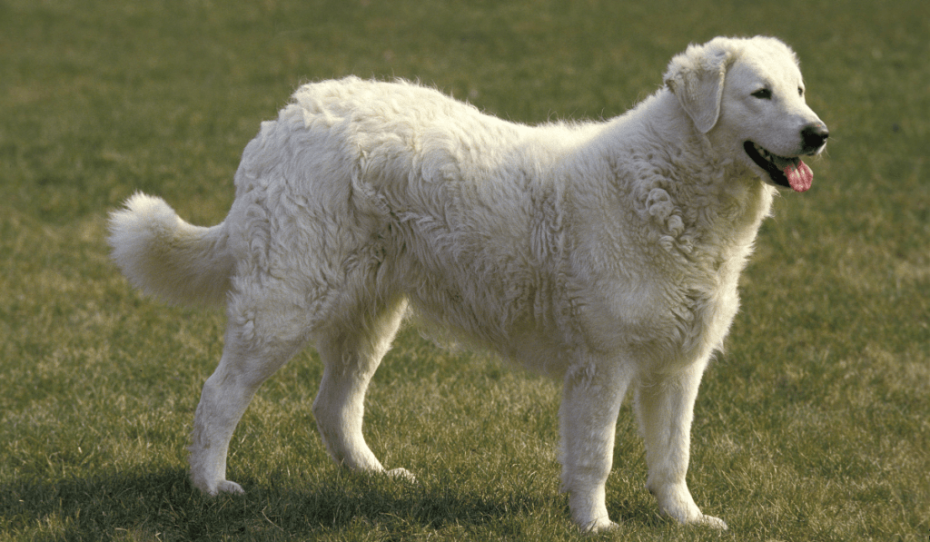 Kuvasz Info - Temperament, Life Expectancy, Size, Puppies, Pictures