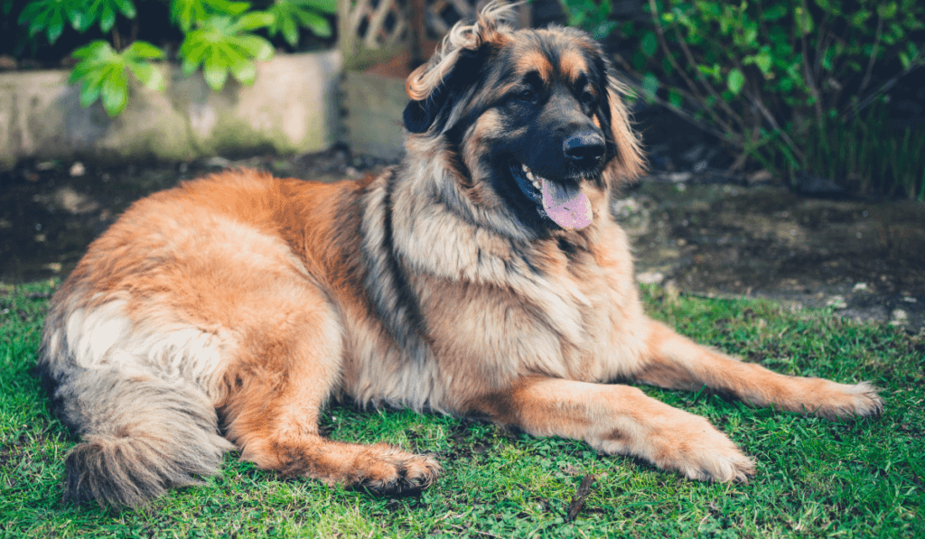 Leonberger Info - Temperament, Life Expectancy, Size, Puppies, Pictures