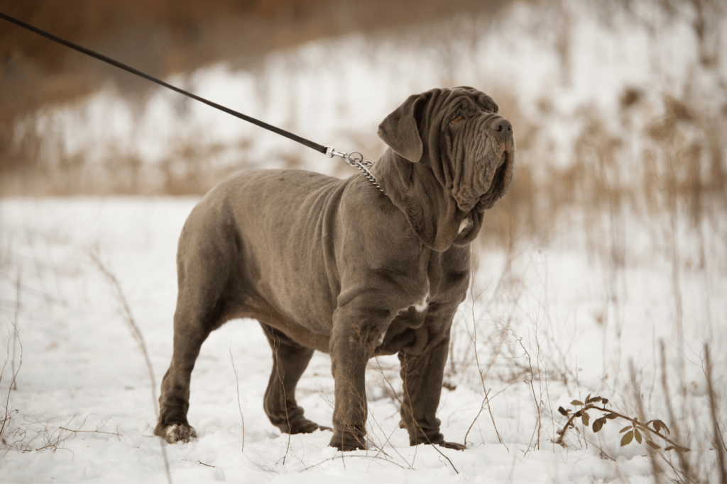 Neapolitan Mastiff Info - Temperament, Life Expectancy, Size, Puppies, Pictures