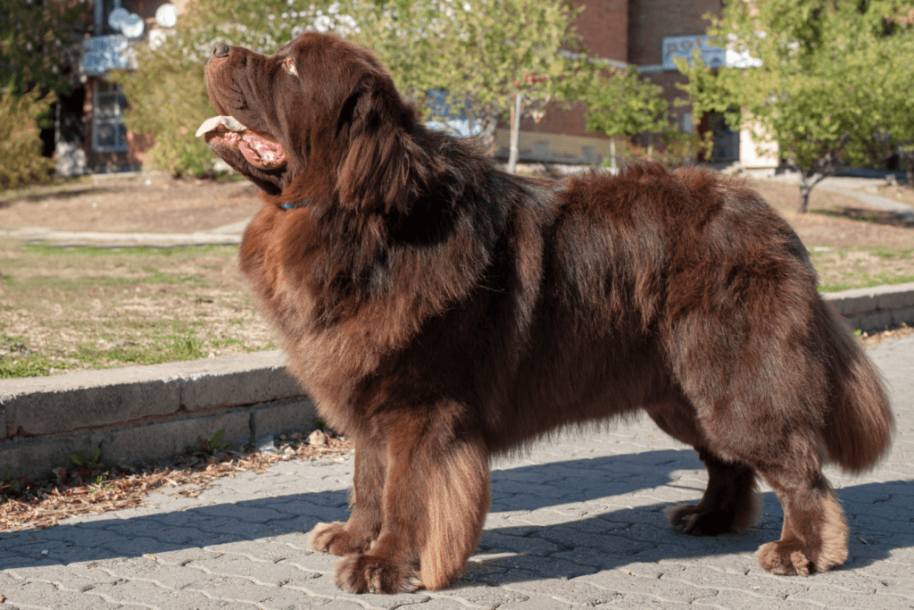 Newfoundland Info - Temperament, Life Expectancy, Size, Puppies, Pictures