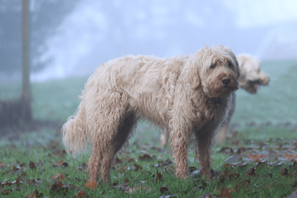 Otterhound Info - Temperament, Life Expectancy, Size, Puppies, Pictures