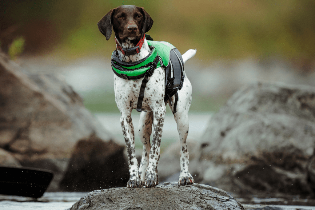 Pointer Info - Temperament, Life Expectancy, Size, Puppies, Pictures