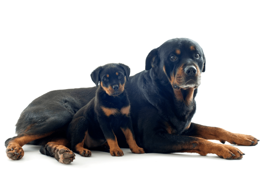 Rottweiler Info - Temperament, Life Expectancy, Size, Puppies, Pictures