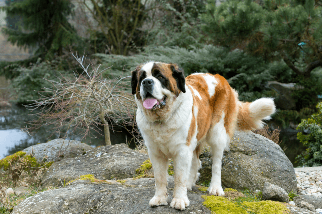Saint Bernard Info - Temperament, Life Expectancy, Size, Puppies, Pictures