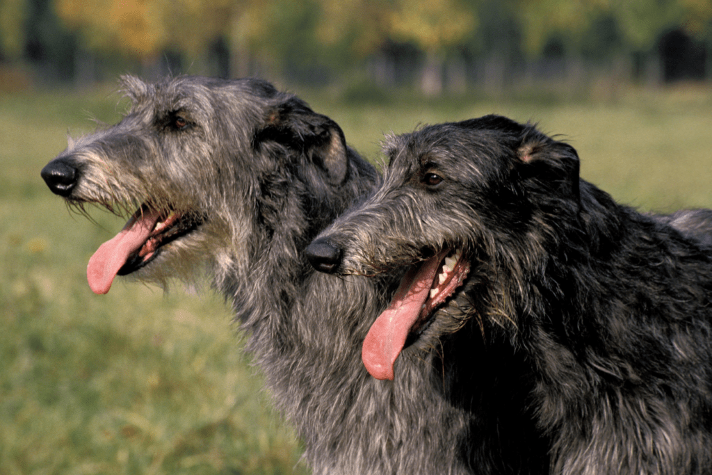 Scottish Deerhound Info - Temperament, Life Expectancy, Size, Puppies, Pictures