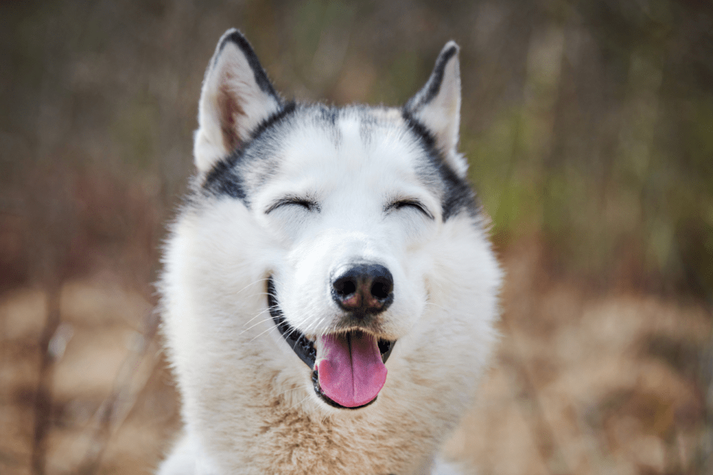 Siberian Husky Info - Temperament, Life Expectancy, Size, Puppies, Pictures