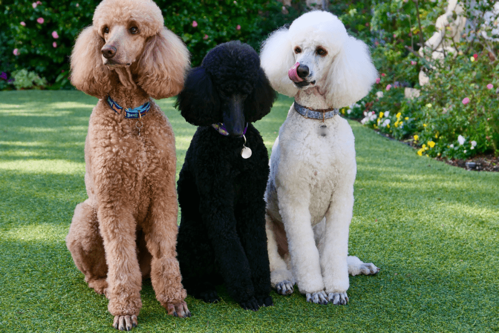 Standard Poodle Info - Temperament, Life Expectancy, Size, Puppies, Pictures