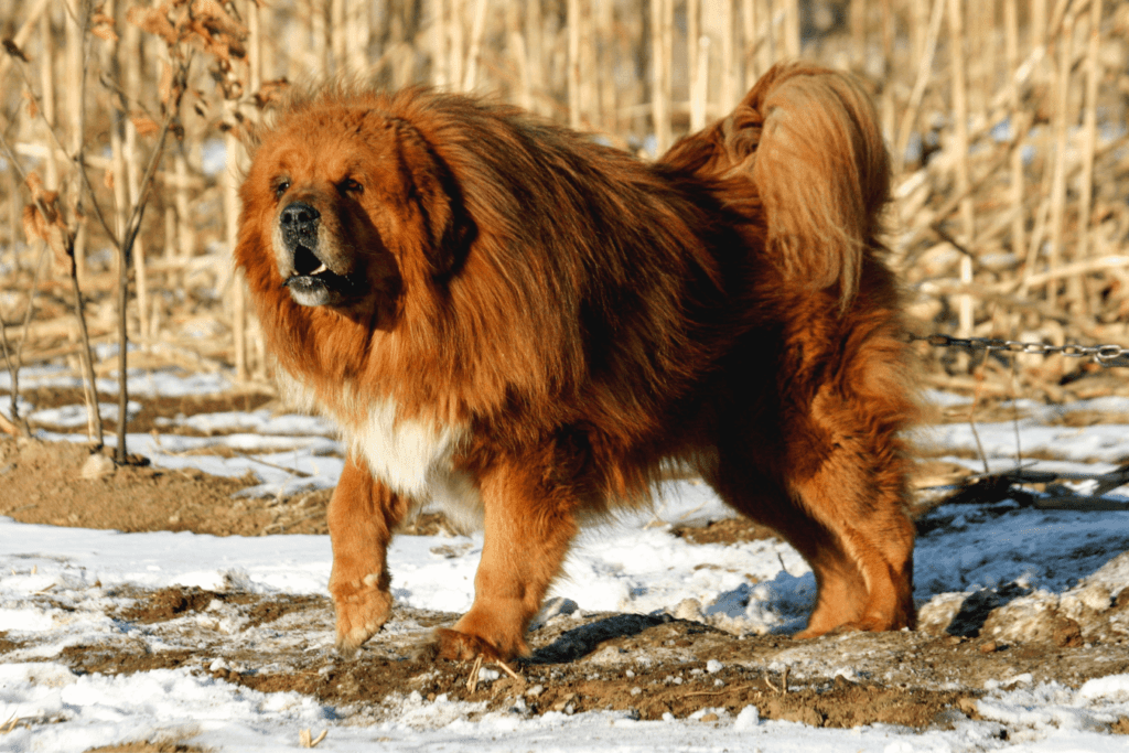 Tibetan Mastiff Info - Temperament, Life Expectancy, Size, Puppies, Pictures